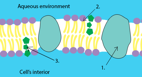 IELTS Reading text - cell